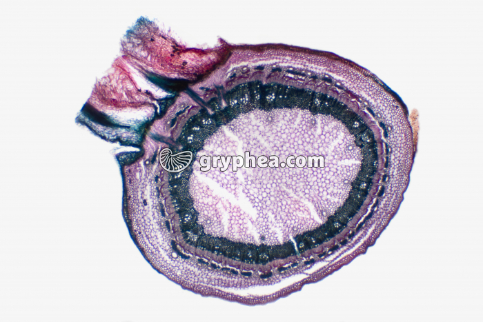 Tige de Lierre avec racine adventive x7 - gryphea.com